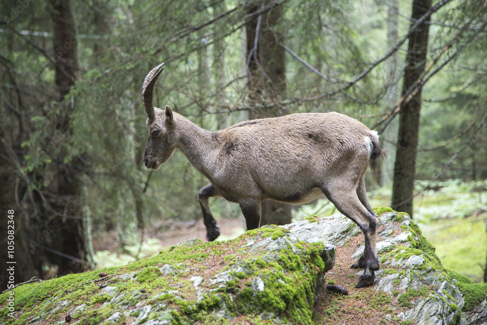 Female alpine ibex walking in a wood
