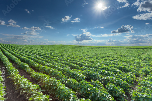 Soybean fields at idyllic sunny summer day