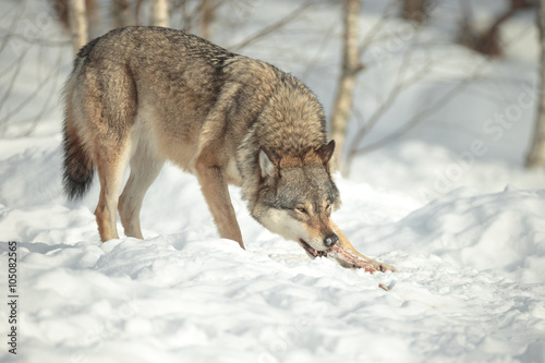 A Lone Wolf © andyastbury