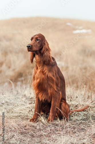 Obraz na płótnie Irish setter on the field