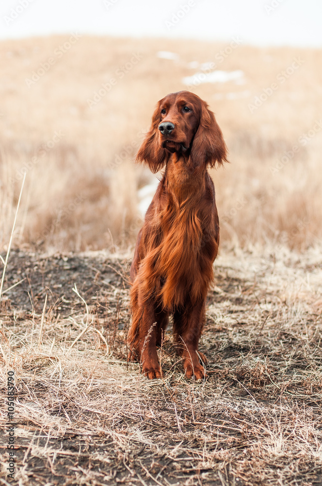 Irish setter on the field