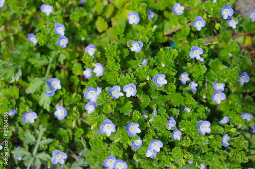 一面のオオイヌノフグリの花