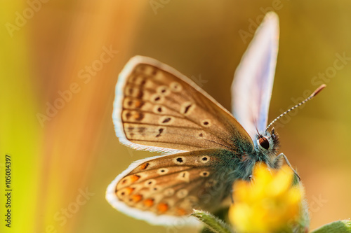 Beautiful buttefly feeding and flying over yellow flower, natura