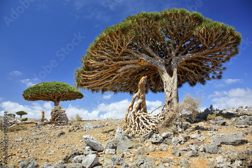 Dragon tree - Dracaena cinnabari - Dragon's blood - endemic tree from Soqotra, Yemen