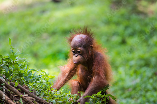 Young Orangutan