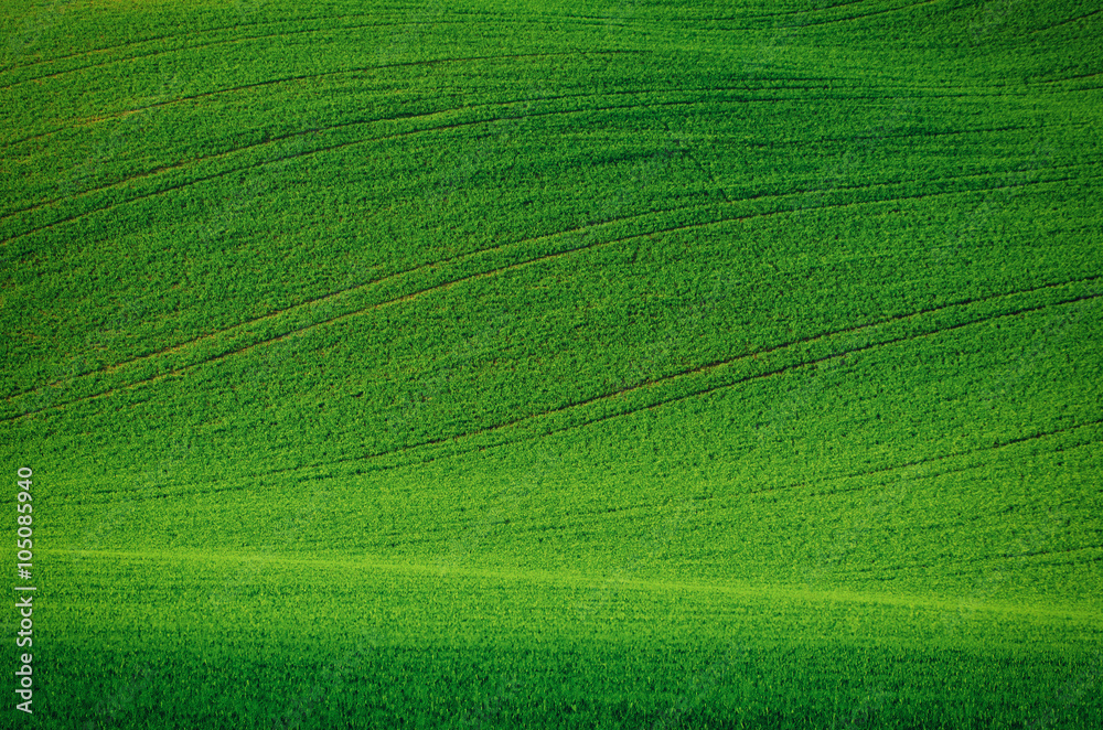 Green grass fields  suitable for backgrounds or wallpapers, natural seasonal landscape. 