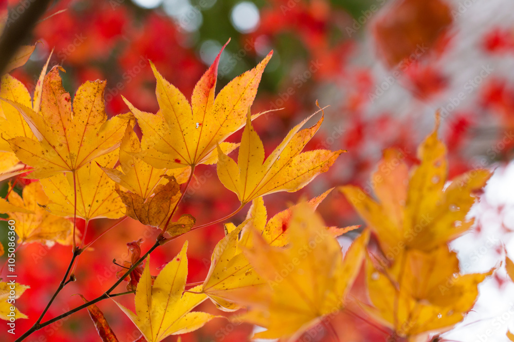 Maple, Texture of yellow, orange and red maple leaves full blossom in Autumn, Japan Maple, Texture of yellow, orange and red maple leaves full blossom in Autumn, Japan