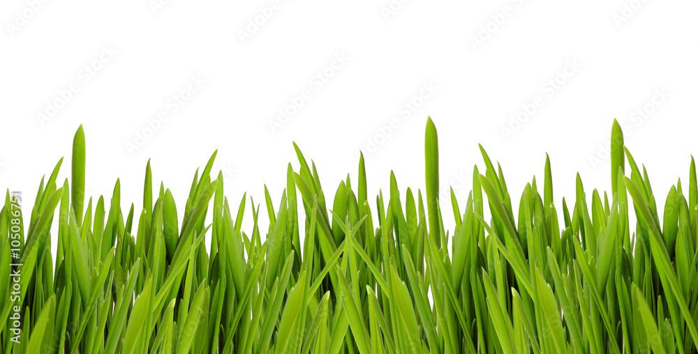 Fototapeta premium fresh spring green grass isolated on white background