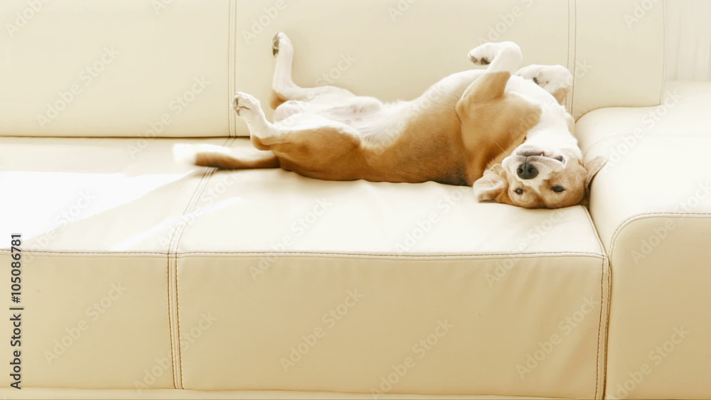 Beagle lying on the couch and twirls with his tail when notices somebody