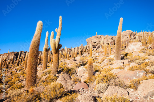 Cactus Island, Uyuni