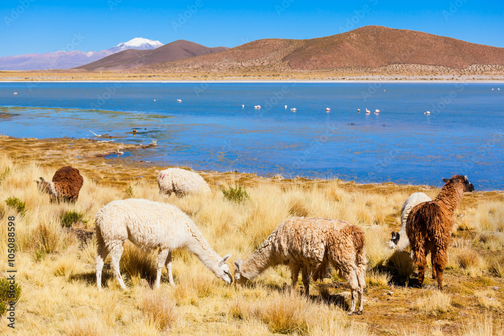 Obraz premium Cute lamas