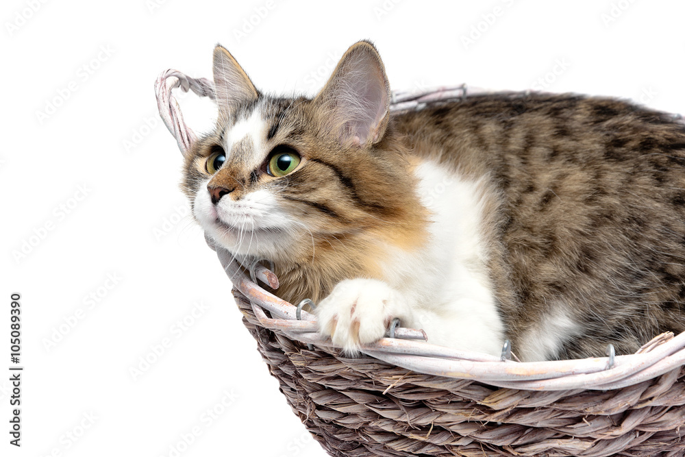 fluffy cat lies in a wicker basket close-up on a white backgroun