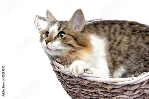 fluffy cat lies in a wicker basket close-up on a white backgroun © evgenyi