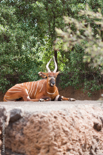 Photography sitatunga descansando