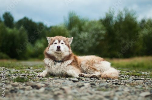 Displeased face of siberian husky  © liza_m