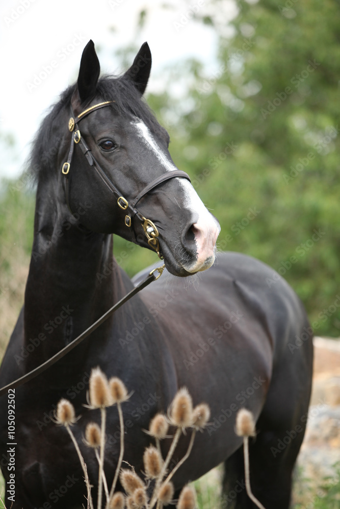Fototapeta premium Amazing black welsh part-bred stallion with flowers