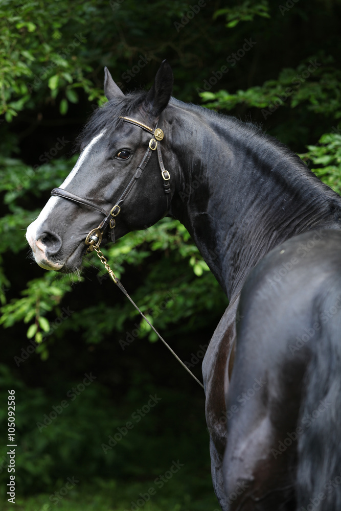 Obraz premium Amazing black welsh part-bred stallion