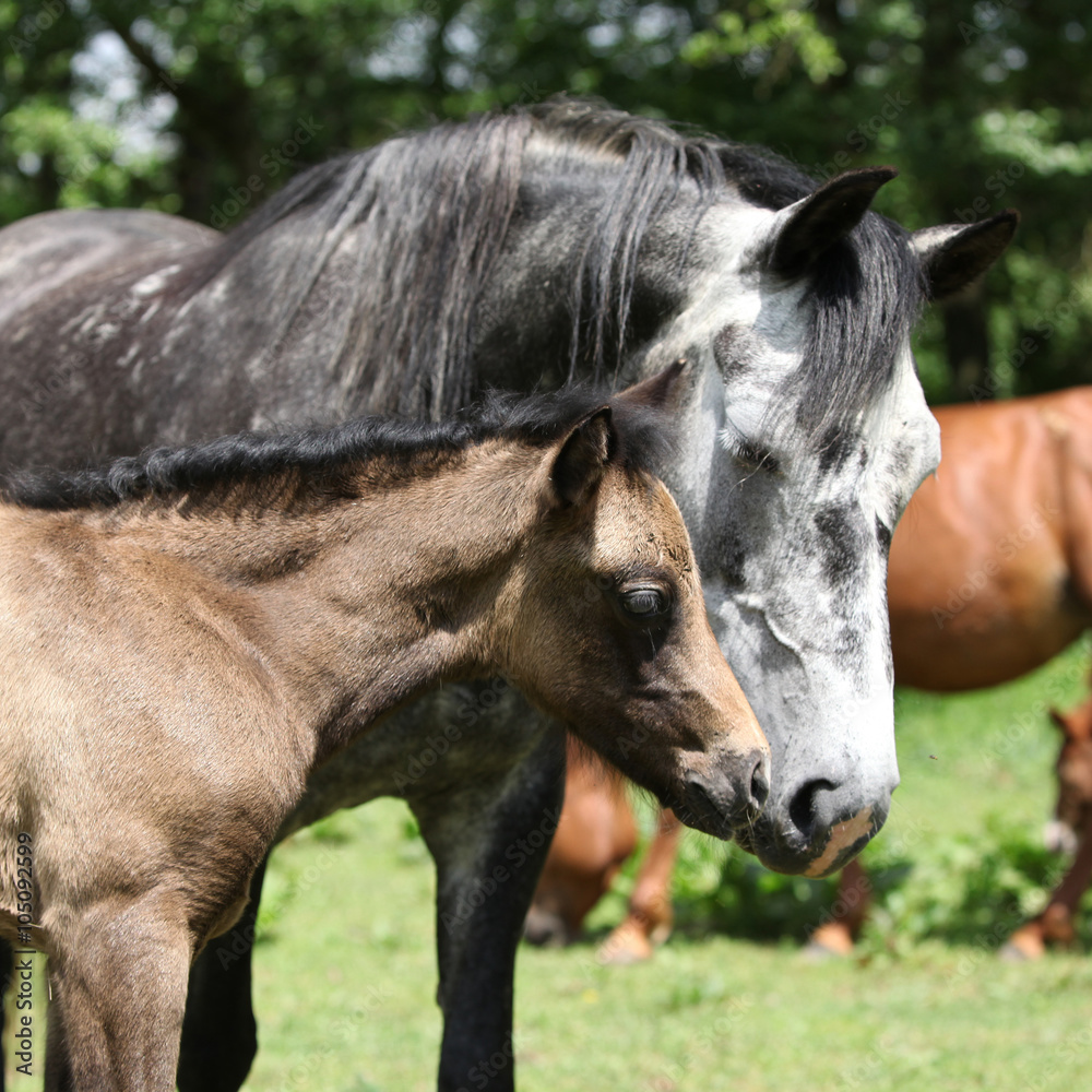 Fototapeta premium Beautiful mare with foal