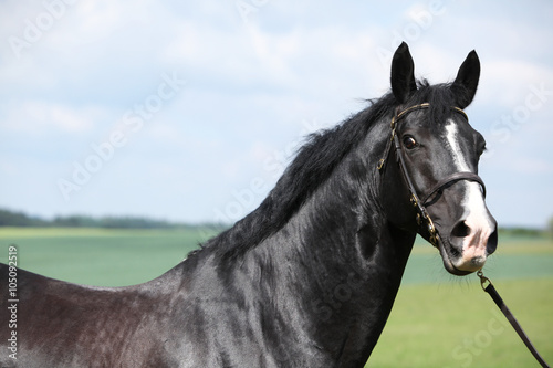 Amazing black stallion of welsh part-bred