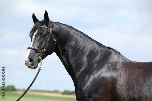 Amazing black welsh part-bred stallion