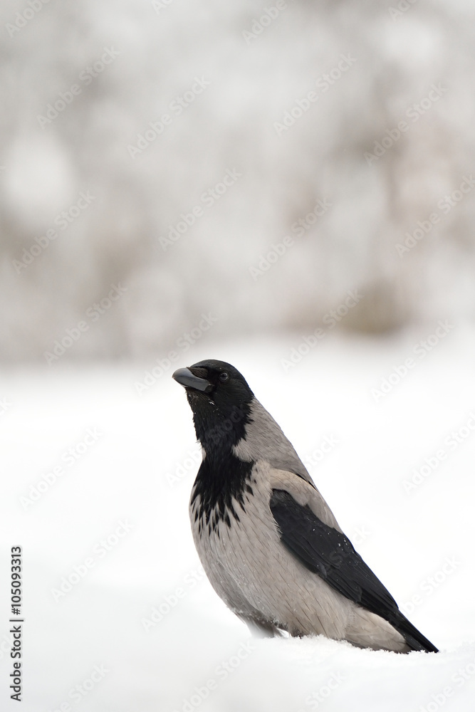 The hooded crow (Corvus cornix) on snow. Hoodie. Winter. The hooded crow (Corvus cornix) on snow. Hoodie. Winter.