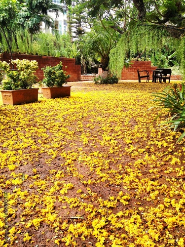 A backyard garden with yellow flowe petals covering the ground photo