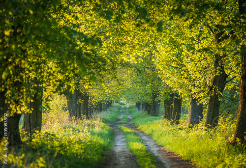 The road planted lime trees in the sunset light © jan_wojcicki