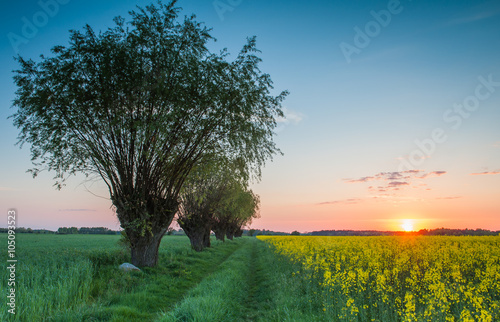 Sunset over the fields photo