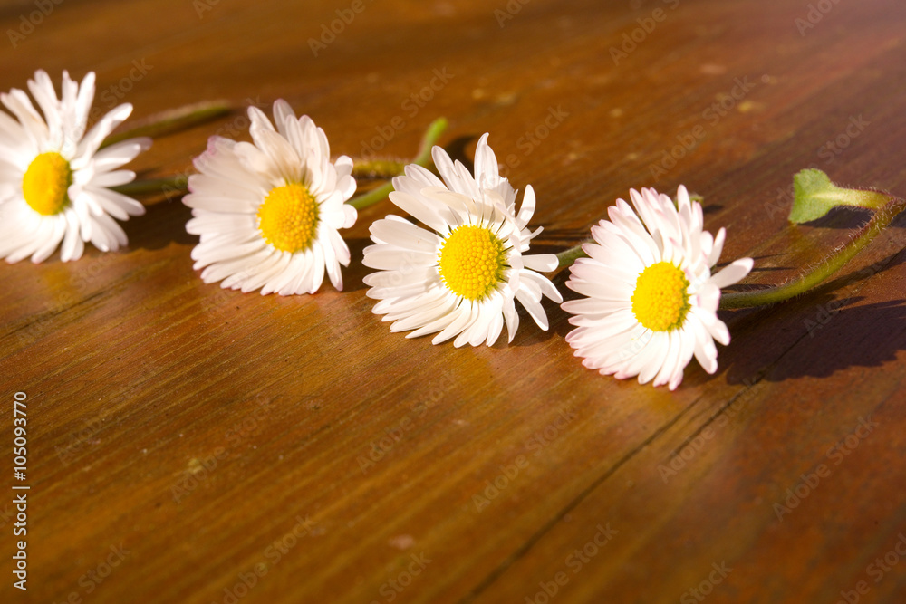 Fototapeta premium Gänseblümchen