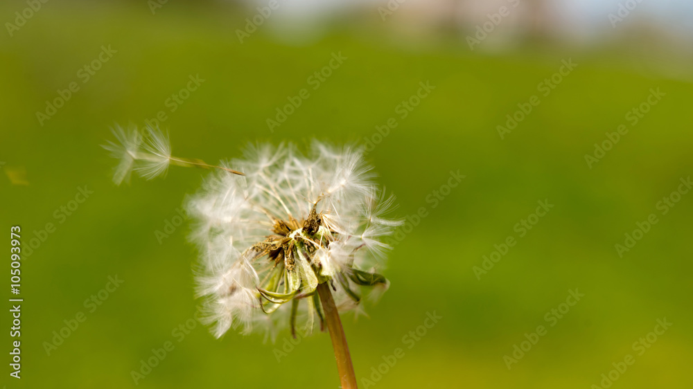 Dandelion flower in a green grass Dandelion flower in a green grass