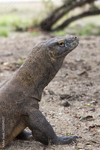 Komodo Dragon  the largest lizard in the world