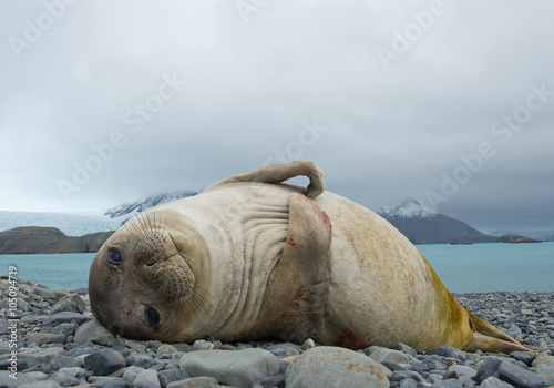 Young elephant seal lying on the beach, with rocky mountains in background, South Georgia Island, Antarctica