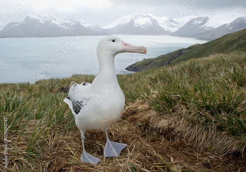 Wandering albatross on the nest with snowy mountains and light blue ocean in the background, South Georgia Island, Antarctica