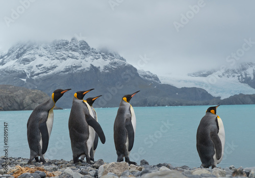 Group of king penguins standing on the beach  with rocky mountains and ocean in background  South Georgia Island  Antarctica