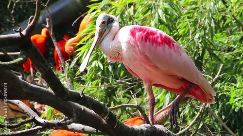 Roseate Spoonbill (Ajaja Ajaja) Perched on a Tree Branch photo