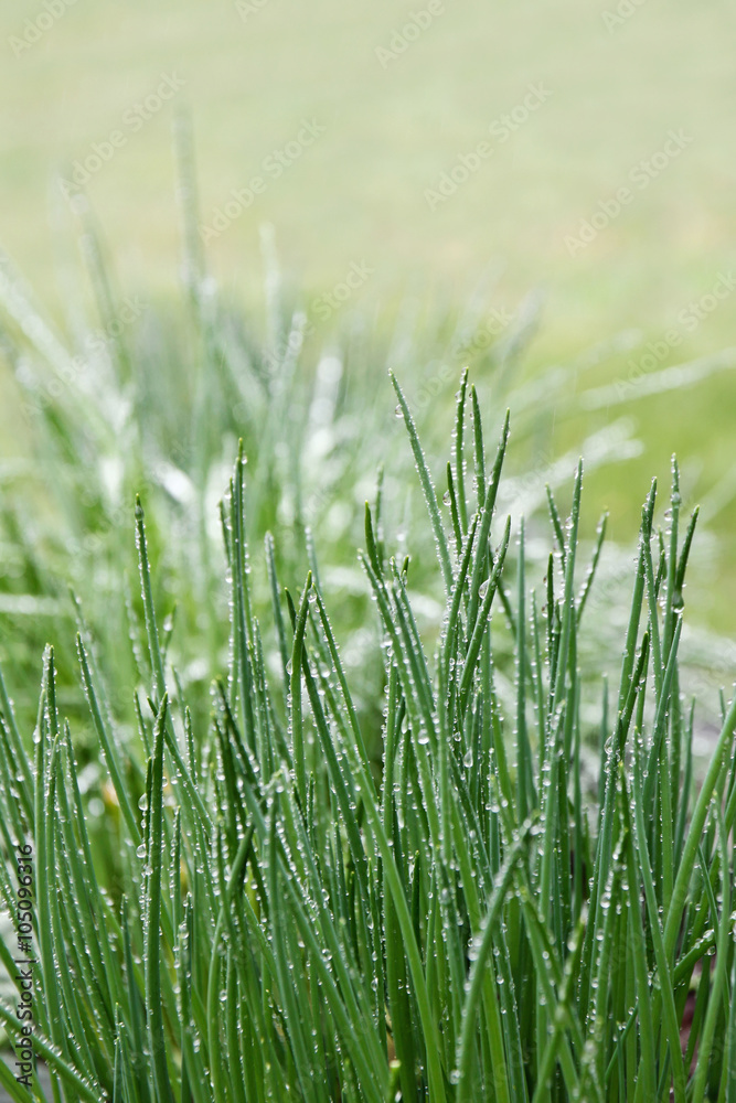 schnittlauch mit regenropfen