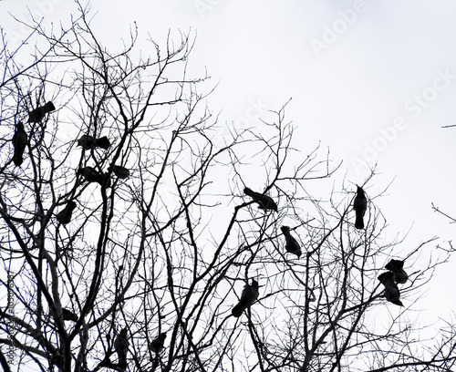 dark silhouette of trees