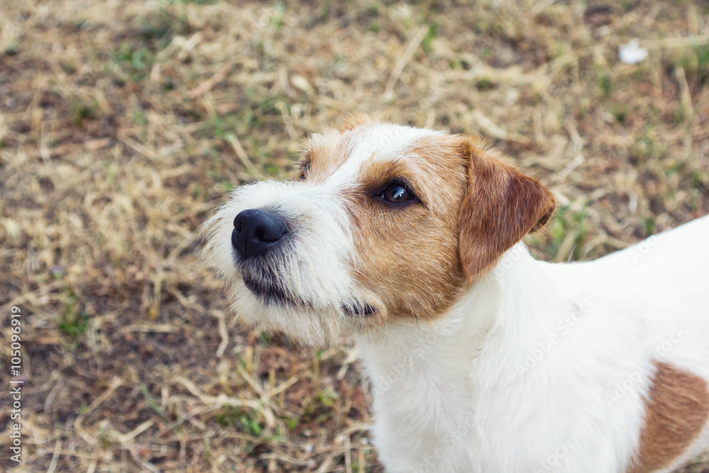 Parson Russell Terrier close up portrait