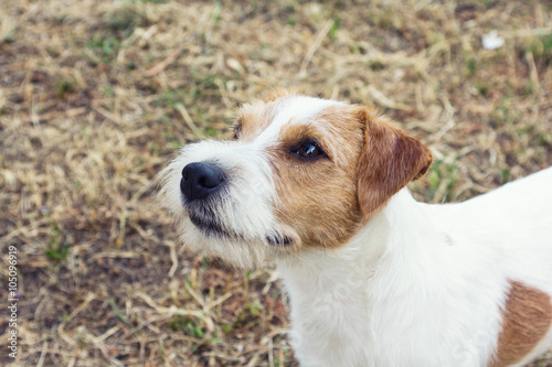 Parson Russell Terrier close up portrait © Simone Capozzi