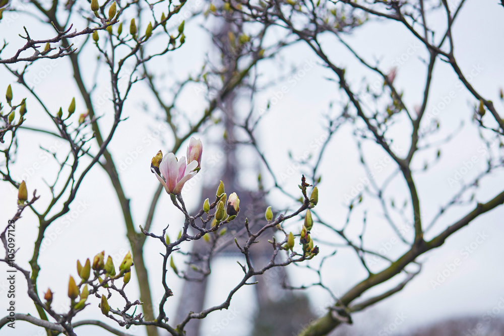 Pink magnolia in full bloom and Eiffel tower Pink magnolia in full bloom and Eiffel tower