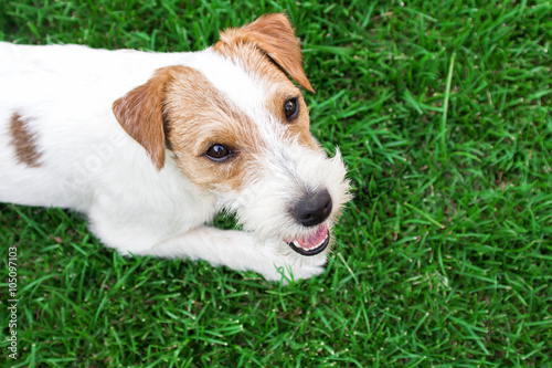 Parson Russell Terrier close up portrait