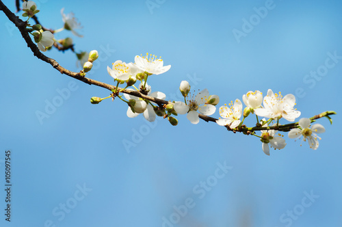 beautiful closeup spring blossoming tree