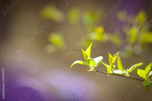 Spring branch with young green leaves in the forest. Close up image. Soft focus