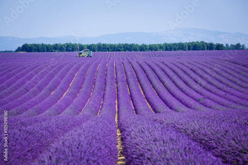  Lavanda fields. Provence