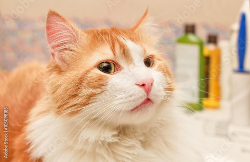 Fototapeta Naklejka Na Ścianę i Meble -  Red cat with mysterious look