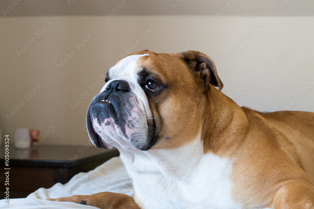 Calm and serious English bulldog looking somewhere in window