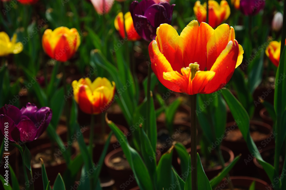 The beautiful blooming tulips in garden  