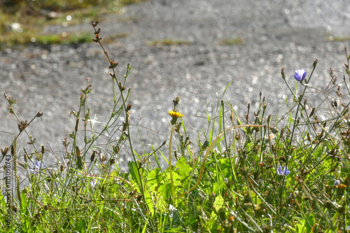 Blooming grass with dew.