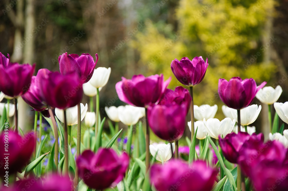 The beautiful blooming tulips in garden The beautiful blooming tulips in garden