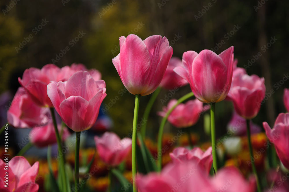 The beautiful blooming tulips in garden The beautiful blooming tulips in garden